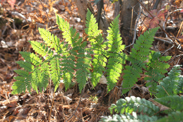 Fern Dance