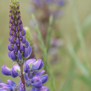 Lupine in the Mist