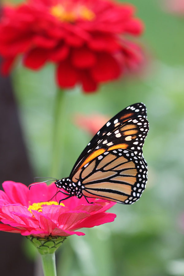 Monarch and Zinnias