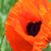 Proper Poppy II