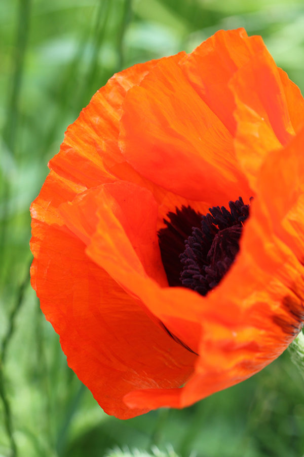 Proper Poppy II