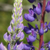 Sublime Lupine