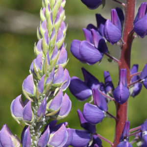 Sublime Lupine