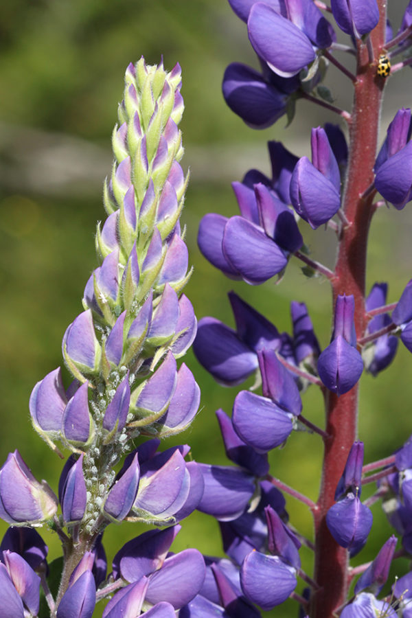 Sublime Lupine